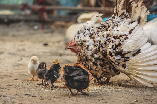 Rural family budgeting together