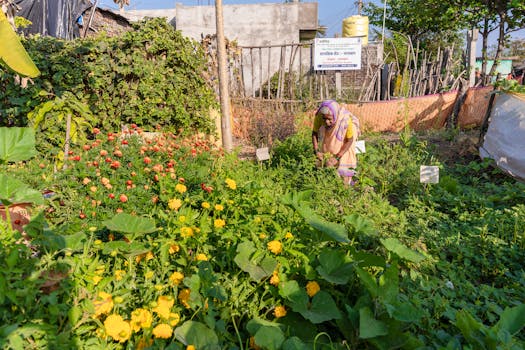 a community garden where people gather to grow vegetables