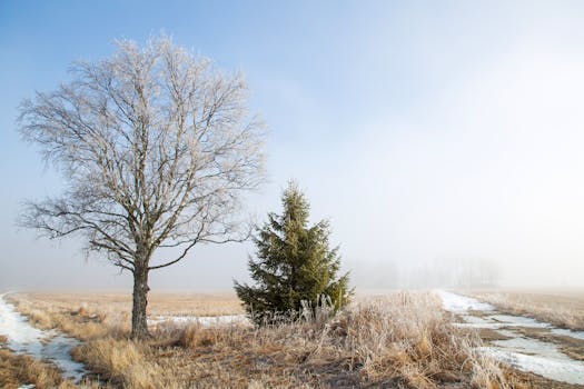 rural landscape with a clear road