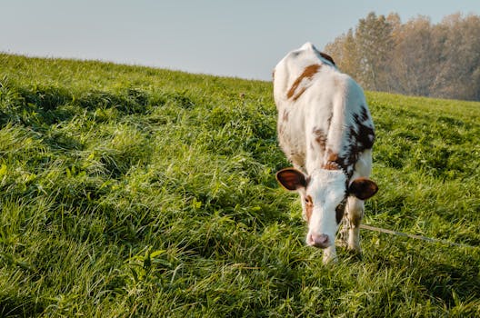 healthy livestock grazing