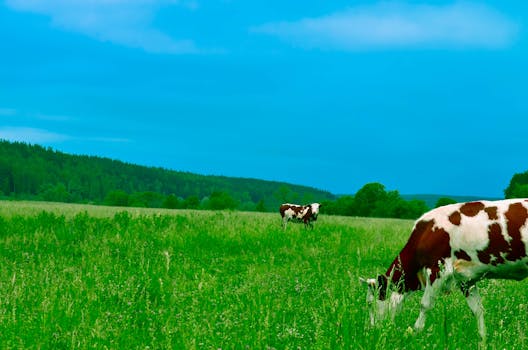 cattle grazing in a green pasture