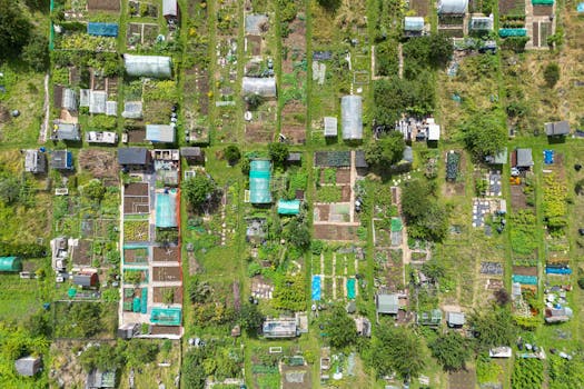 community garden with growing vegetables