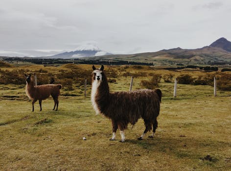 Alpaca farm with beautiful landscape