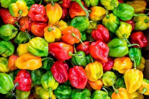 colorful vegetable garden