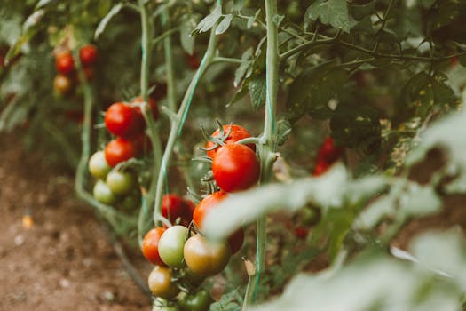 bountiful garden produce