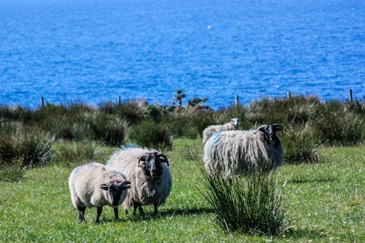 serene rural landscape