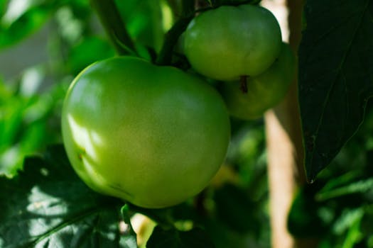 lush vegetable garden in summer