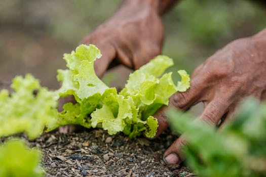 healthy soil with rich organic matter