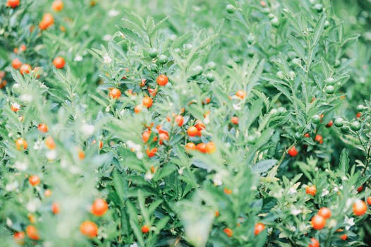 lush garden produce