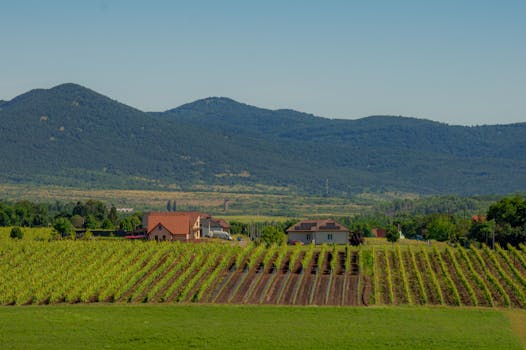 green fields under blue skies