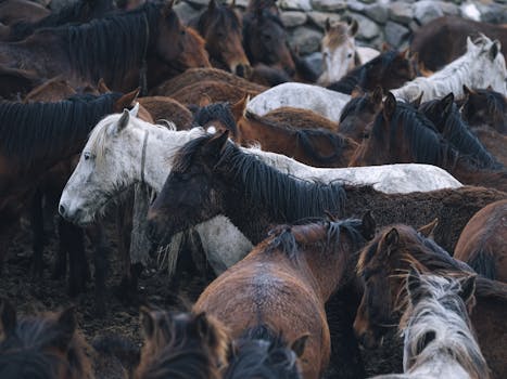 community gathering on a farm