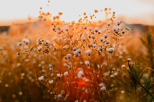 drought-resistant plants in a rural landscape